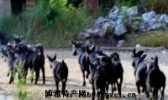 沂源黑山羊