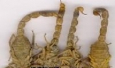 沂源全蝎