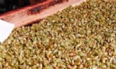 鲁南臭盐豆