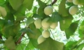 新村银杏