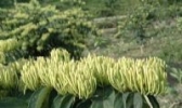 郑城金银花