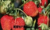 长虹草莓