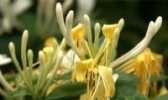 平邑金银花
