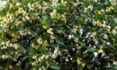 招贤桂花