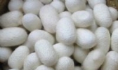 日照蚕茧