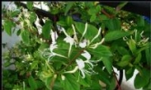 日照金银花