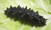 日照刺参