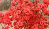 五莲杜鹃花