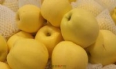 五莲苹果