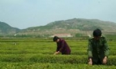 巨峰茶叶
