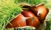 五莲板栗