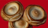 杠子头火烧