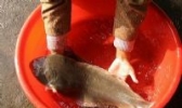 大家洼鳎米鱼