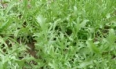 高家河苦菊