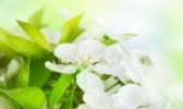 诸城茉莉