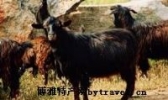 五井黑山羊