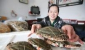 羊口咸蟹子