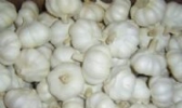 “九龙屯”牌大蒜
