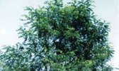 多倍体刺槐（四倍体）