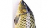 潍河鲤鱼