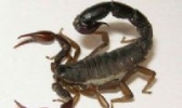 昆嵛山全蝎