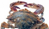 石甲红海蟹