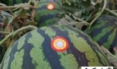 山马于西瓜