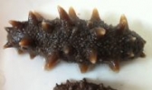 威海野生刺参
