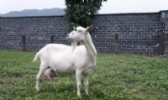 文登奶山羊