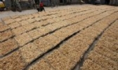 文登西洋参