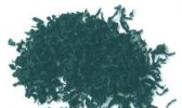 荣成裙带菜
