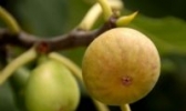 荣成无花果