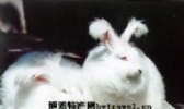 长毛兔