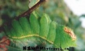 威海柞蚕