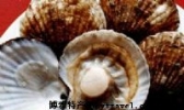 威海扇贝