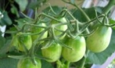 威海无花果