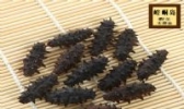 崆峒岛刺参
