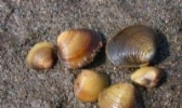 莱阳五龙河河蚬