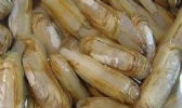 莱阳缢蛏