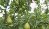 蓬莱巴梨
