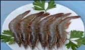 莱州对虾