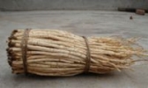 莱阳沙参