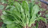 洪兰菠菜