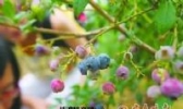 胶南蓝莓