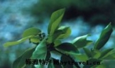 崂山棍