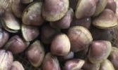 泊里西施舌