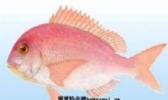 真鲷