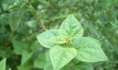 冬凌草