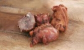 濮城烧羊肉