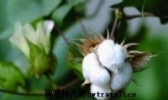 范县棉花